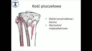 Kości podudzia i staw kolanowy wstęp PL [upl. by Castra]