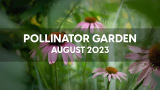 Pollinator Garden  August 2023 [upl. by Assitruc591]