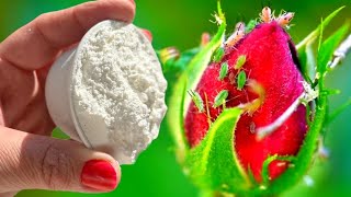 Unbelievable Save roses from aphids with just 1 tablespoon of this powder [upl. by Alric566]