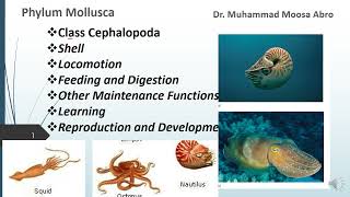 Phylum Mollusca Class Cephalopoda Locomotion Digestion Reproduction Development and learning [upl. by Caswell]