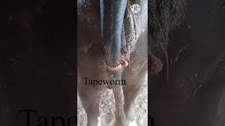 Tapeworm  Moniezia  Taenia  Ribbon Worm  फीता कृमि  Treatment [upl. by Navonod582]