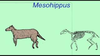 HORSE EVOLUTION Mesohippus [upl. by Latnahs]