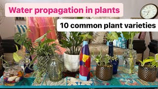 How to take care of indoor plants at home 10 Common plant varieties to grow in water [upl. by Alemap96]