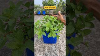 How to grow mint at home  pudina kaise ugaye shorts growmint [upl. by Laitselec521]