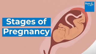 How your baby develops  Stages of pregnancy  Bupa Health [upl. by Nylodnew]