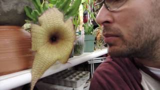 Stapelia gigantea Flower [upl. by Novj774]