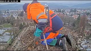 Reakcja bocianów na wyścielone gniazdo Kirchzarten DE  09 01 2024 [upl. by Akli]