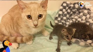 Cat Mom Nurses Orphaned Kittens  The Dodo [upl. by Ahsiyn609]