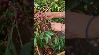 Picking Coffee Beans in a Coffee Garden [upl. by Anneiv]