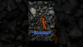 Newts wildlife amphibians shorts youtubeshorts [upl. by Oliver]