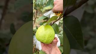 Queen Guava Harvesting  Big Guava seedless Season satisfying RomFarm [upl. by Gilchrist]