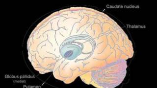 Basal Ganglia [upl. by Anera]