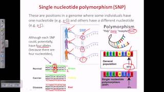 Single nucleotide polymorphism SNP [upl. by Feer328]