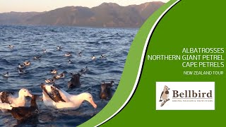 Albatrosses Northern Giant Petrel Cape Petrels Kaikoura Pelagic New Zealand tour [upl. by Irtak]