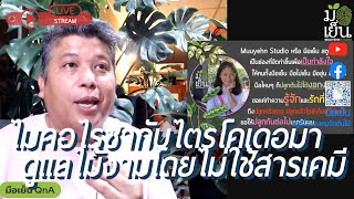 ไมคอไรซา กับไตรโคเดอร์มาแตกต่างกันอย่างไร และชีวภัณฑ์เพื่อการป้องกันกำจัดศัตรูพืชโดยไม่ใช้สารเคมี [upl. by Cyrilla]