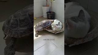 The turtle that fell from the sky shortsvideo animals amimals [upl. by Ahsataj]