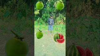 Rounding coconut water melon lichi mango grapes VFX magic 🪄🪄 trandingshorts shorts [upl. by Fenton]