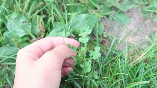 Weeds you can eat  Wild Edibles Episode 5 Wood Sorrel [upl. by Henig]