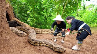 Dwarf family harvesting cassava unexpectedly encountered a giant python molting  Harvesting joy [upl. by Joannes420]