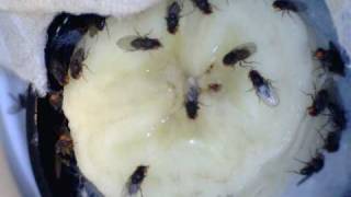 Drosophila Melanogaster On Banana [upl. by Jecon]