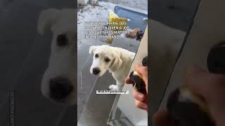 Dog Uses Power Tools 😂🔨 [upl. by Dias]