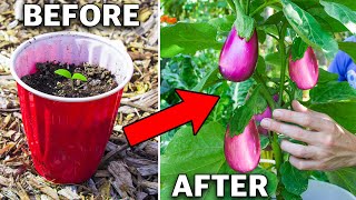 How to Grow Eggplant in Containers Complete Growing Guide [upl. by Chip]