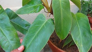 How Care amp Propagate Philodendron  Indoor Plant  UrduHindi [upl. by Kerrill]