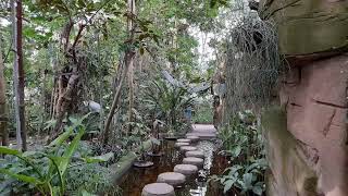 quotDas große Tropenhaus im Botanischen GartenBerlinquot [upl. by Wiebmer]