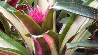 Bromeliad Aechmea Supernova  MUTANT seedling [upl. by Newell721]