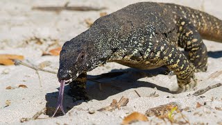 Giant Monitor Lizard Wandering on Australian Beach  High Definition [upl. by Luca]