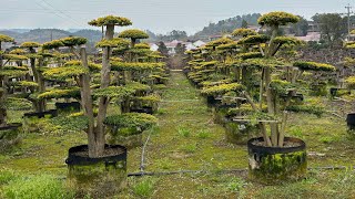 Gold Ligustrum lianum bonsai from China Zhizhi Agricultural 靓叶女贞 [upl. by Ahseia]