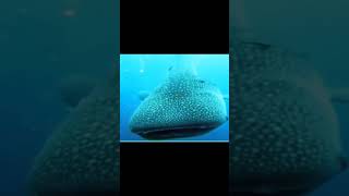 SHARK FACE 🦈 Whale Shark [upl. by Barden]