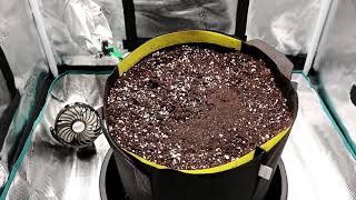 Growing Autoflowers  Ep1 Preparing Soil amp Planting Seed [upl. by Jeffry53]