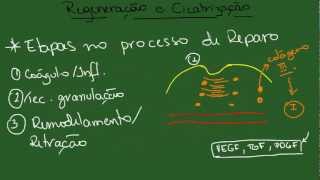 Regeneração e Cicatrização  Resumo  Patologia Geral [upl. by Nymzaj]