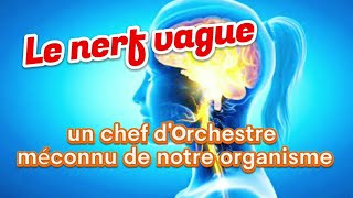 Le nerf vague  un chef dorchestre de notre organisme [upl. by Hach23]