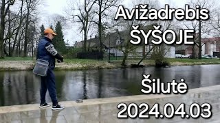 Avižadrebis ŠYŠOJE Šilutėje  2024 04 03 [upl. by Liu]