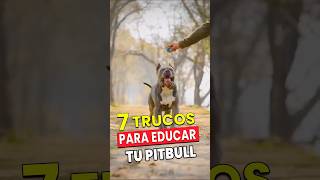 7 TRUCOS Secretos Para educar a tu Pitbull [upl. by Agosto121]