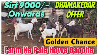 Golden Chance Goat Kids Offer At IMRAN BHAI  Farm Ke Pale Howe Saste Bakra Bakri In AMBERNATH [upl. by Pantia]