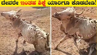 ಇಂತಹ ಶಿಕ್ಷೆ ಯಾರಿಗೂ ಕೊಡಬೇಡಿAnimals Asked People For HelpRj Facts In Kannada [upl. by Sedaiuqlem]