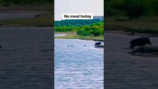 Mr Warthog V6 Submarine 0100 KMH 5 sec Lazy Crocodile  No meat Today 😂😂😂😂😂😂 [upl. by Chalmers904]