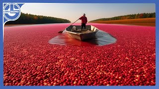 Cranberry Harvest Discover the Secret Behind Harvesting Billions of Cranberries Weekly [upl. by Hali382]