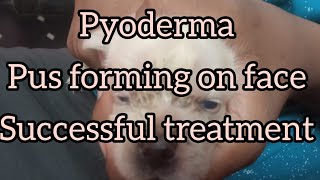 Pyoderma  pus forming on puppy face Successful treatment [upl. by Falzetta594]