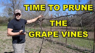 Mastering The Art Of Pruning Grape Vines A Stepbystep Guide [upl. by Jezrdna]