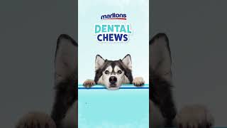 Marltons New Dental Chews [upl. by Amaris323]