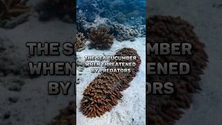 The Sea Cucumber’s Amazing Defense🤯🤯shorts facts unbelieveble underwater [upl. by Malchus]