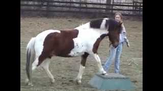 Chincoteague Pony Minnow does Tricks [upl. by Addie]