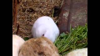 A Rabbit Was Born Without EARS Near Fukushima [upl. by Alilahk]