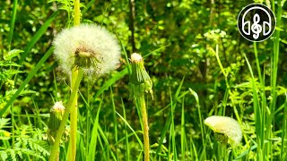 Birdsong on the edge of the summer forest Relaxing videos for relaxation and sleep [upl. by Gabey]