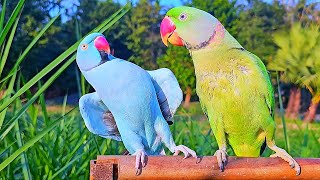 Ringneck Parrot Videos Compilation [upl. by Kciredec]