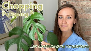 Propagating my HUGE Rhaphidophora Tetrasperma aka Mini Monstera [upl. by Viridi402]